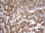 Acidic Cytokeratin Antibody in Immunohistochemistry (Paraffin) (IHC (P))