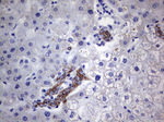 Acidic Cytokeratin Antibody in Immunohistochemistry (Paraffin) (IHC (P))