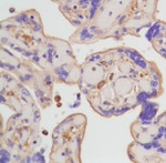 beta Actin Antibody in Immunohistochemistry (Paraffin) (IHC (P))