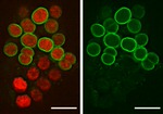 Actin Antibody in Immunocytochemistry (ICC/IF)