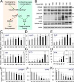 Actin Antibody in Western Blot (WB)