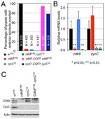 Actin Antibody in Western Blot (WB)