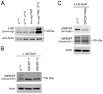 Actin Antibody in Western Blot (WB)