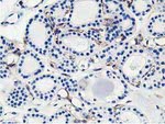 Adiponectin Antibody in Immunohistochemistry (Paraffin) (IHC (P))