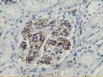 Adiponectin Antibody in Immunohistochemistry (Paraffin) (IHC (P))