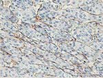 Adiponectin Antibody in Immunohistochemistry (Paraffin) (IHC (P))