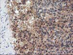 Adiponectin Antibody in Immunohistochemistry (Paraffin) (IHC (P))