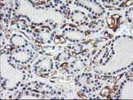 Adiponectin Antibody in Immunohistochemistry (Paraffin) (IHC (P))