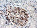 Adiponectin Antibody in Immunohistochemistry (Paraffin) (IHC (P))