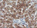 Adiponectin Antibody in Immunohistochemistry (Paraffin) (IHC (P))