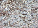 Adiponectin Antibody in Immunohistochemistry (Paraffin) (IHC (P))