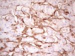 Adiponectin Antibody in Immunohistochemistry (Paraffin) (IHC (P))