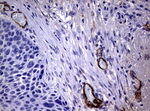 Adiponectin Antibody in Immunohistochemistry (Paraffin) (IHC (P))