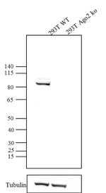 AGO2 Antibody