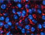 AgRP Antibody in Immunohistochemistry (Paraffin) (IHC (P))