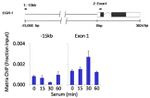 AKT1 Antibody in ChIP Assay (ChIP)