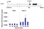 AKT2 Antibody in ChIP Assay (ChIP)