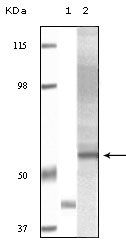 AKT3 Antibody in Western Blot (WB)