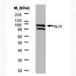 Alix Antibody in Western Blot (WB)