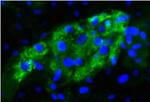 AFP Antibody in Immunocytochemistry (ICC/IF)