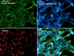 alpha Tubulin Antibody in Immunocytochemistry (ICC/IF)