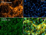 alpha Tubulin Antibody in Immunocytochemistry (ICC/IF)