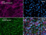 alpha Tubulin Antibody in Immunocytochemistry (ICC/IF)