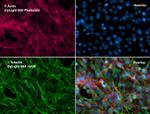 alpha Tubulin Antibody in Immunocytochemistry (ICC/IF)