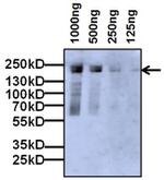 A2M Antibody in Western Blot (WB)