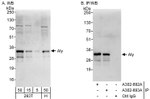 Aly Antibody in Western Blot (WB)