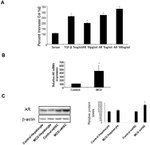 Amphiregulin Antibody in Western Blot (WB)