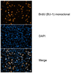 BrdU Antibody in Immunocytochemistry (ICC/IF)