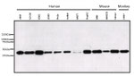 ERK1 Antibody in Western Blot (WB)