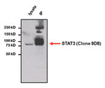 STAT3 Antibody in Immunoprecipitation (IP)