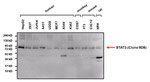 STAT3 Antibody in Western Blot (WB)