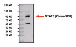 STAT3 Antibody in Western Blot (WB)