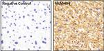 ApoA1 Antibody in Immunohistochemistry (Paraffin) (IHC (P))