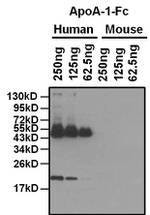 ApoA1 Antibody in Western Blot (WB)