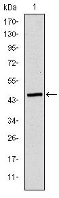 Apolipoprotein B Antibody in Western Blot (WB)