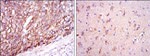 APOE Antibody in Immunohistochemistry (Paraffin) (IHC (P))