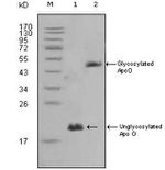 Apolipoprotein O Antibody in Western Blot (WB)