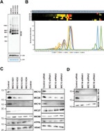 Apolipoprotein O Antibody in Western Blot (WB)