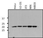 ARF1 Antibody in Western Blot (WB)