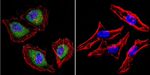 AHR Antibody in Immunocytochemistry (ICC/IF)