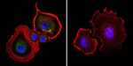 AHR Antibody in Immunocytochemistry (ICC/IF)