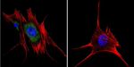 AHR Antibody in Immunocytochemistry (ICC/IF)