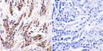 AHR Antibody in Immunohistochemistry (Paraffin) (IHC (P))