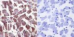 AHR Antibody in Immunohistochemistry (Paraffin) (IHC (P))