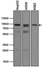 AHR Antibody in Western Blot (WB)