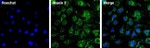 Ataxin 3 Antibody in Immunocytochemistry (ICC/IF)